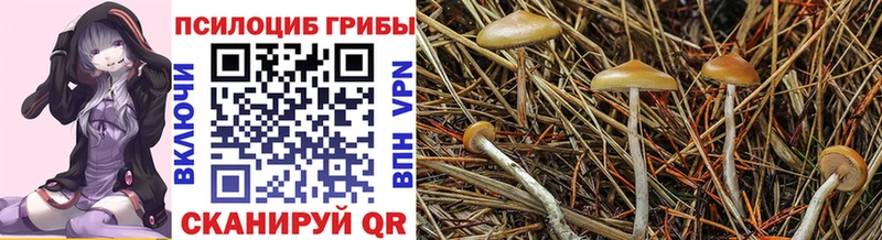наркота  Лабинск  Псилоцибиновые грибы Magic Shrooms 