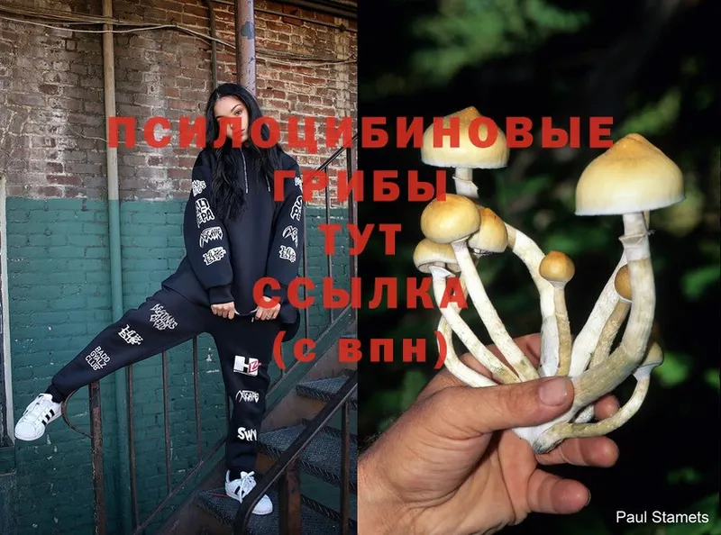 Псилоцибиновые грибы Cubensis  нарко площадка какой сайт  Лабинск 